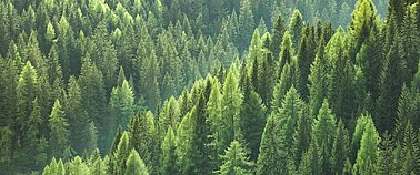 Conifers in the forest